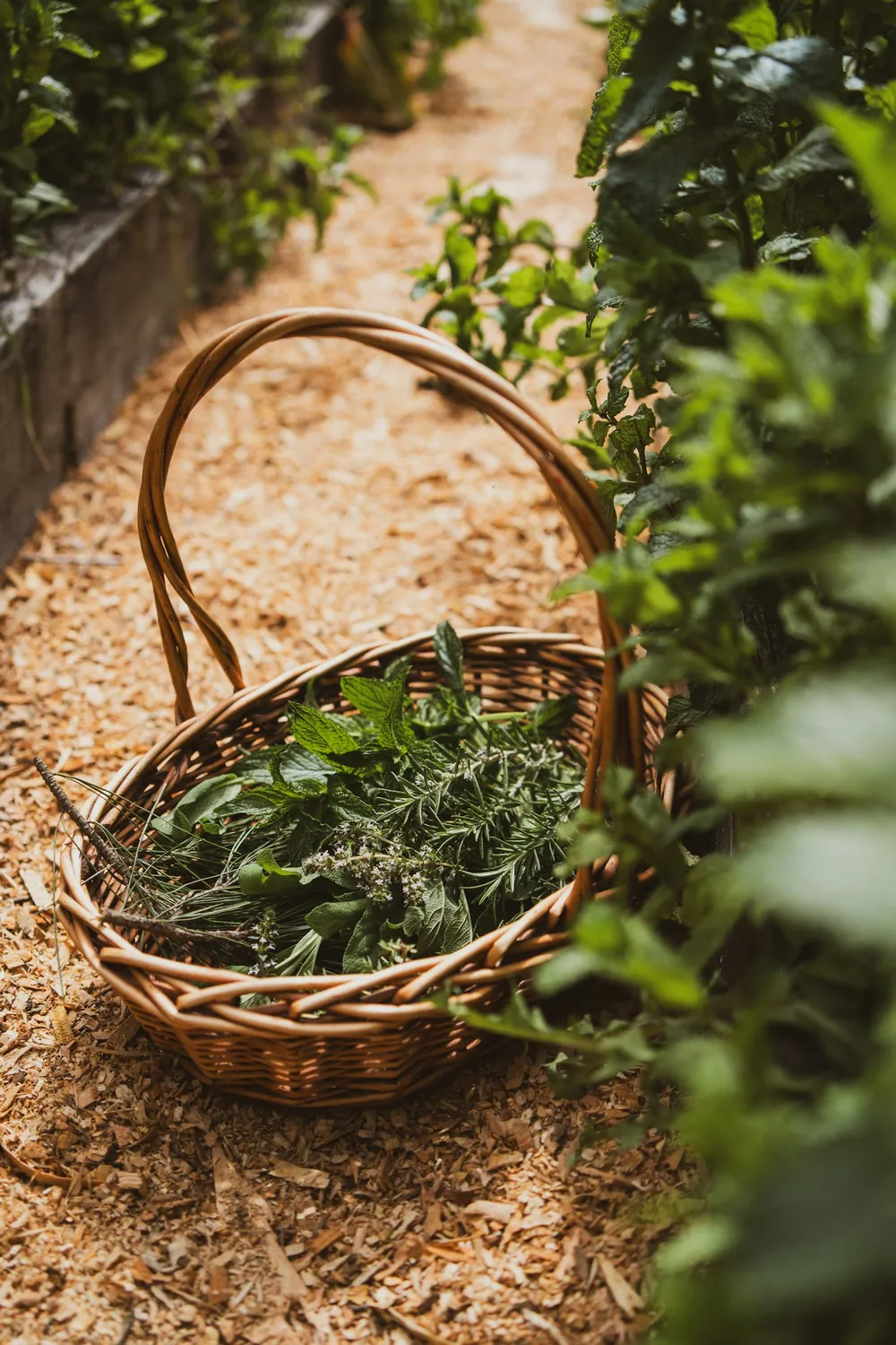 Basket of freshly harvested herbs in a garden