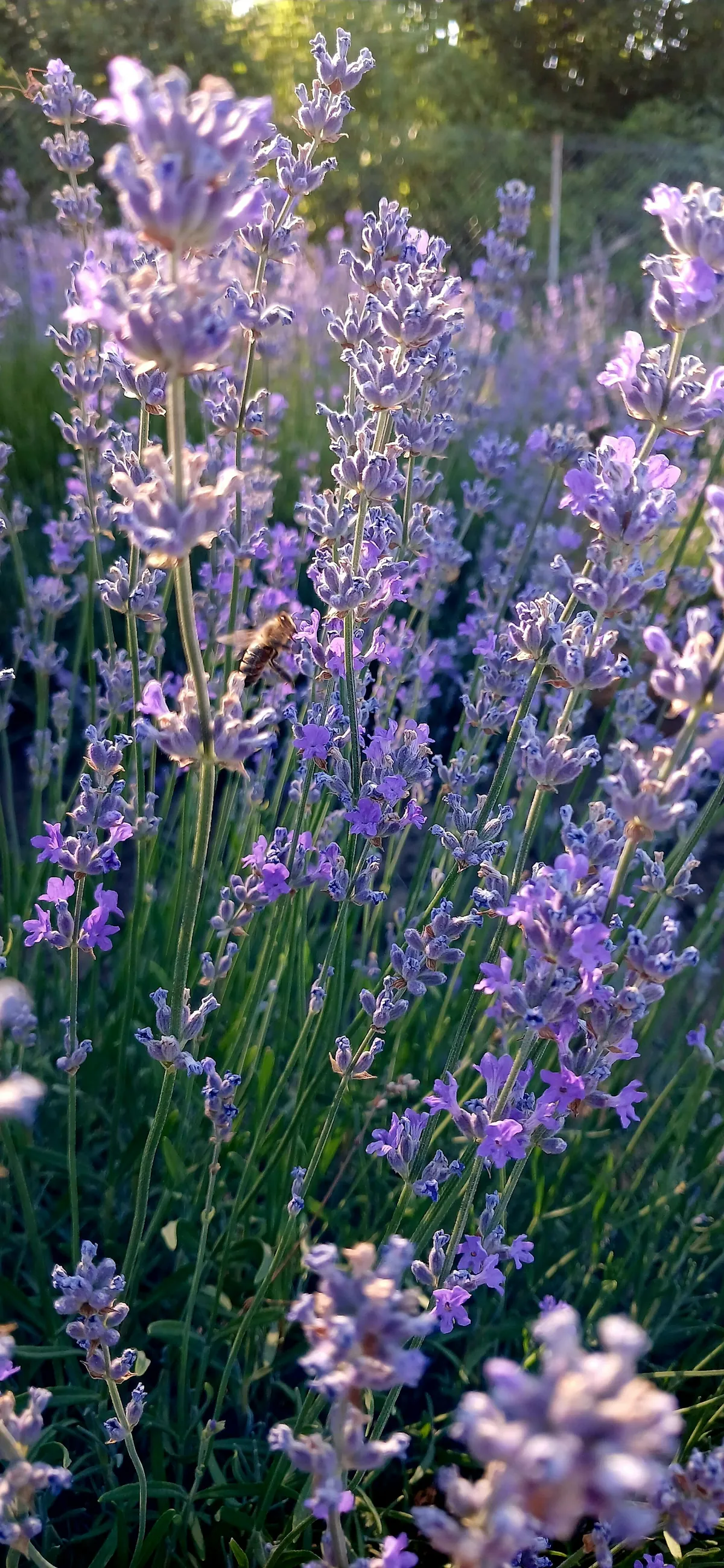 Lavender flowers blooming in a garden